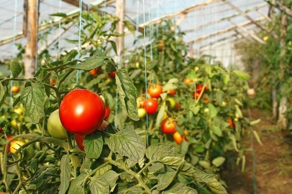 varietas berukuran tomat untuk rumah kaca: tomat terbaik, biji menyerbuk sendiri yang rendah, paling berbuah