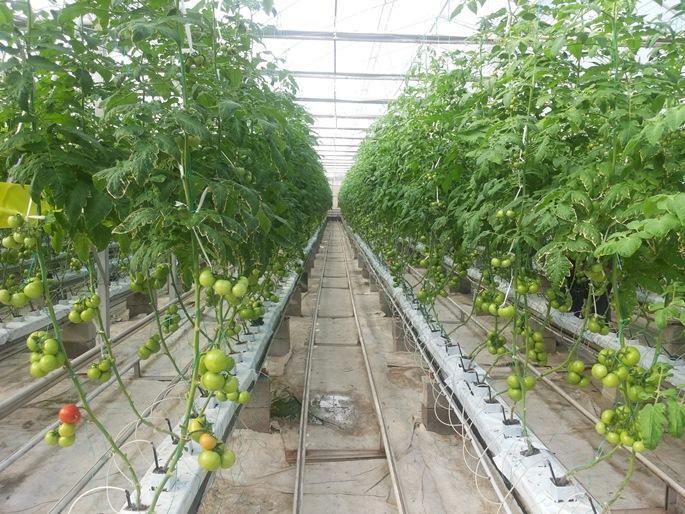 Greenhouse Rijke oogst: hoe de productiviteit te verhogen, een grote bijeenkomst in de kas aan de vroege winter foto en video te krijgen