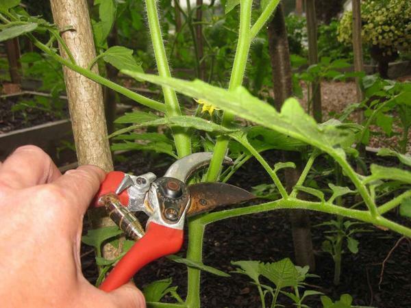 Hvordan knivspids tomater i drivhuset: nipper korrekt, at tomater har brug for