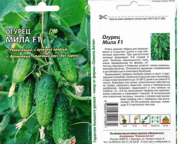 Grande solução é a escolha para o cultivo em estufa variedades de auto-polinização primeiros Ogurtsov Mila F1