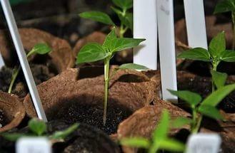 Seedlings of peppers are more conveniently sown in individual peat pots