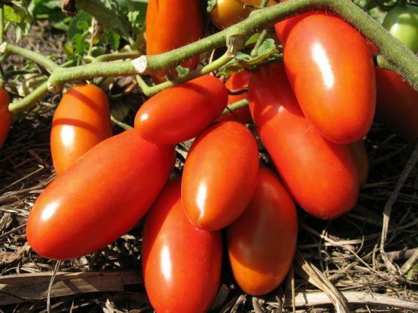 Useimmat puutarhurit miellyttävä high yield hybridi tomaattilajikkeista