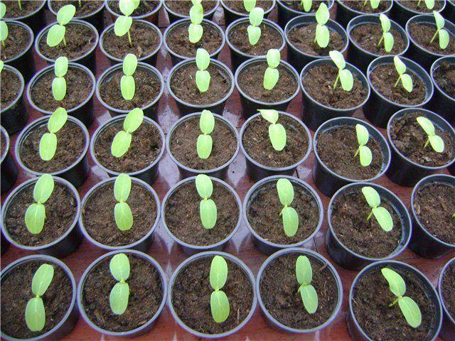 Zaai de zaden van komkommer zaailingen te zijn 20 dagen voorafgaand aan het planten in de kas