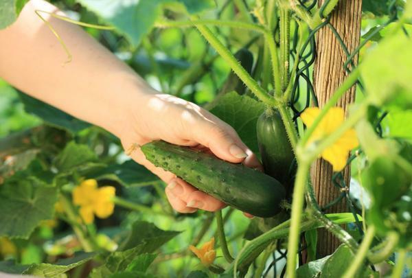 Heel populair en in de vraag om te groeien in de Oeral zijn hybride rassen van komkommers