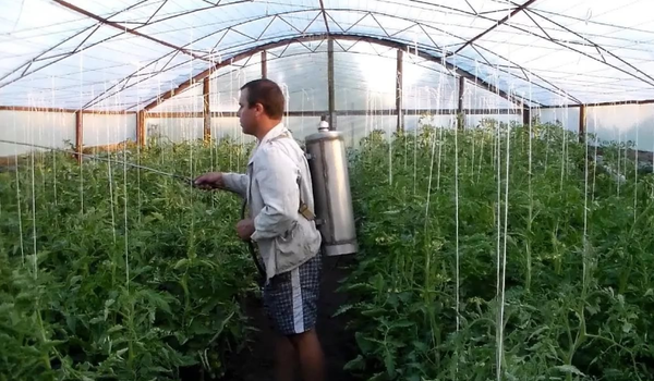 Pokropí paradajky v kyseline boritej skleníku vyživuje rastliny