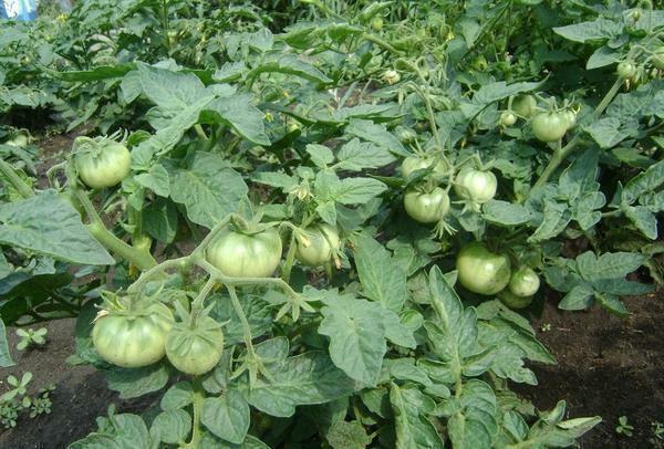 Pentru tomate Bush nu au început să îngrașe, ai nevoie de timp să prindeți plante
