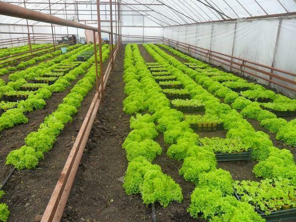 Ontvang een rijke oogst aan groene het hele jaar door, als de kas goed uitrusten en onderhouden van een comfortabel microklimaat erin