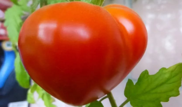 Tomate Budenovka - varietate mare randament de tomate