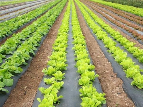 Ledena salata može se uzgajati u grijanom stakleniku tijekom cijele godine