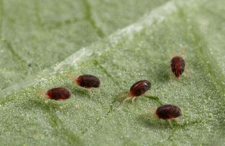 Begin the fight against a spider mite when the first specimens are found