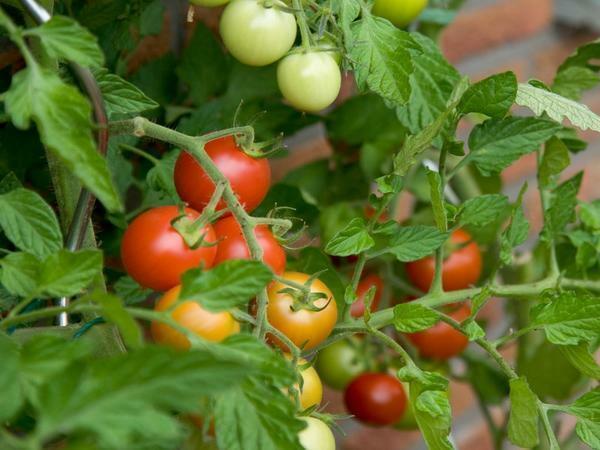 Para os tomates corou, ambiente confortável deve ser mantida na estufa