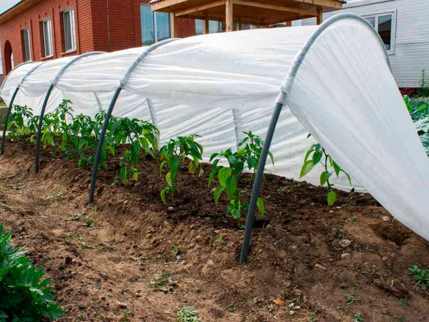 Covering material for greenhouses is just as important as the construction itself
