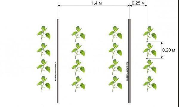 A növények száma 1 m nem haladhatja meg az 5, mert a szorosabb illeszkedést, az alsó a hozam