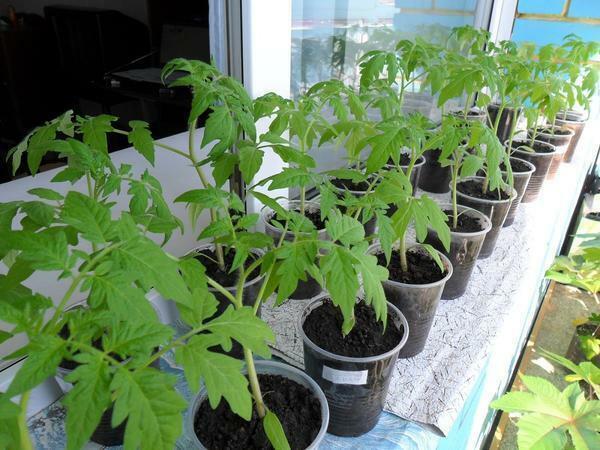 For growing seedlings, you need to use only high-quality soil without impurities