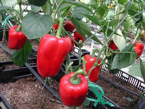 Staklenika za uzgoj paprike trebaju biti prostrana i dobro osvijetljena
