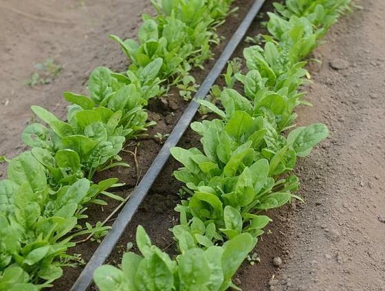Growing spinach in a greenhouse should take place in moist and nutritious soil