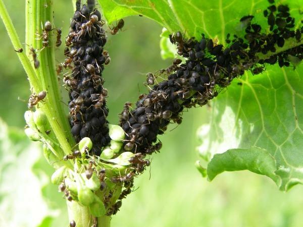 Kroz razne kemikalije i popularnih metoda može se riješiti mrava u stakleniku