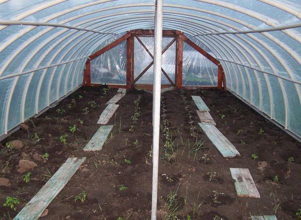 Among the advantages of plastic greenhouses, it should be noted a small price and excellent performance properties