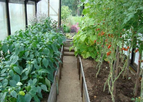 Pepper in a greenhouse can be grown with tomatoes