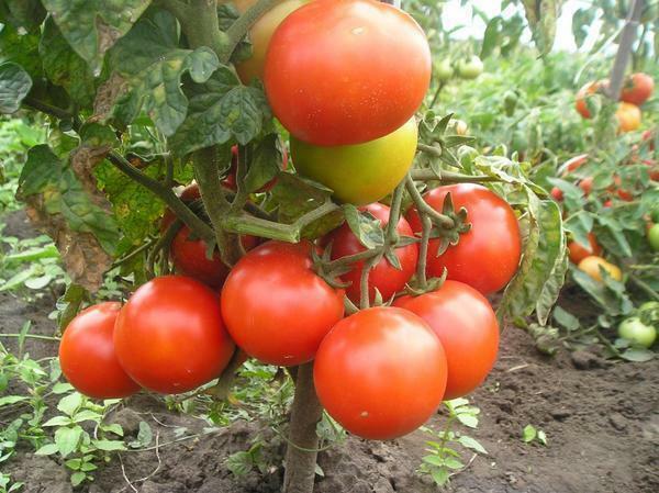 pomodori sottodimensionati presentano innegabili vantaggi sopra il loro compagno di alta