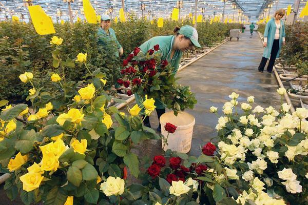 Ekskluzivni okolju prijazne sorte vrtnic pod blagovno znamko "Rose Belogoriya" predstavil novo na ruski trg in je že znano, da sorte potrošnike