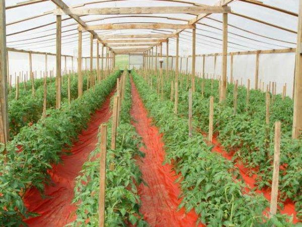 Industrial production of vegetables brings a considerable profit