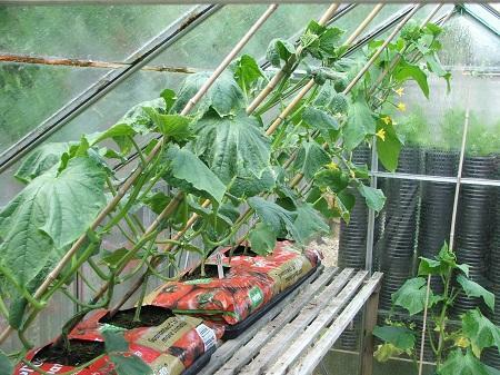 La plantación de los pepinos pueden estar en cualquier invernadero, independientemente de los materiales de los que está hecho