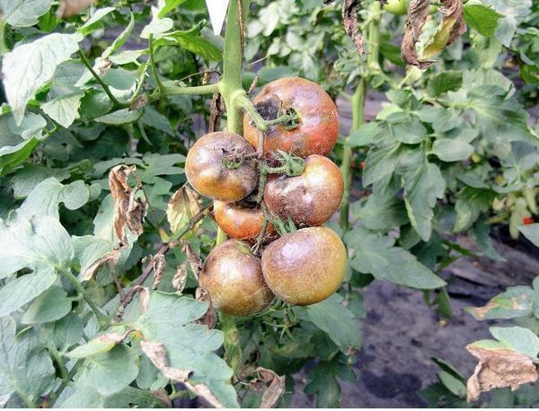 Phytophthorosis is a dangerous disease of a tomato that can destroy all plants