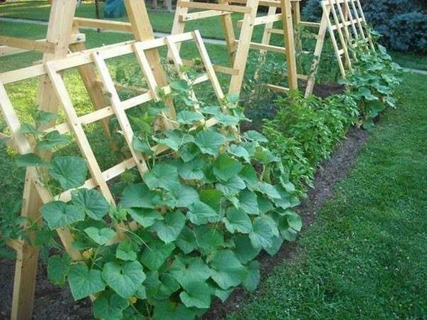 Cucumber seedlings are usually grown on their own