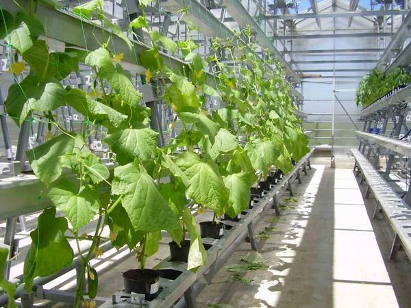 Correttamente piante di cura e di alimentazione, si può facilmente migliorare la redditività dei cetrioli in crescita