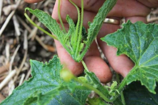 Hur nypa gurka i växthus-steg foton: rätt video nypa önskad ordning, bländande i ett växthus