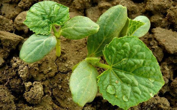 Sulla scarsa crescita di cetriolo può essere influenzata da molti fattori, compresi i semi di bassa qualità