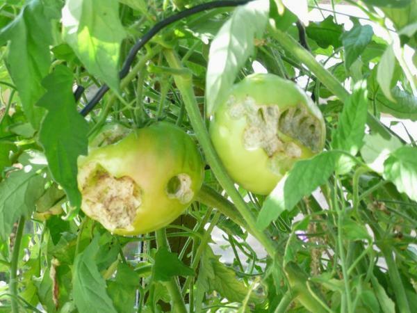 Broken tomatoes indicate that a caterpillar caterpillar has wound up in the greenhouse
