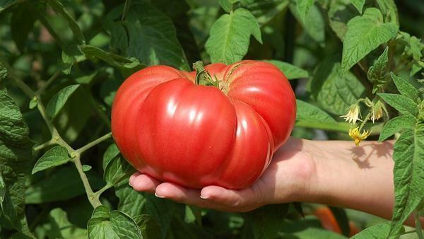 Slatki velike Crni rajčice za staklenike posebno su traženi