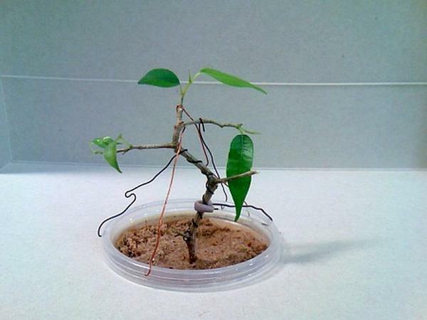A young tree grows two years, and only then begin to turn it into a miniature