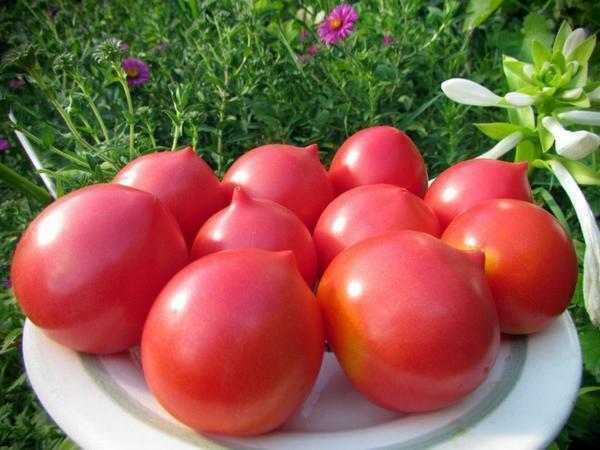 Dobré hodnotenie v roku 2017 dostal paradajky japonská výber