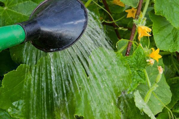 Vanding agurker kan anvendes et system med automatisk vanding eller vanding kan