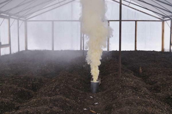 Before you start planting plant crops, you need to disinfect the greenhouse