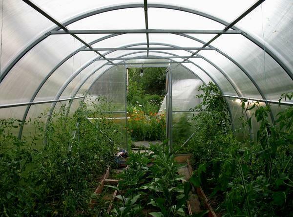 Til peber og agurker i et drivhus voksede godt, er det nødvendigt at luft regelmæssigt