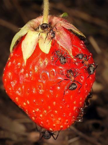 A cada formigas oportunidade de bom grado destruir frutos maduros ou fruta madura, o que claramente não acrescenta formigas popularidade