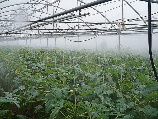 Temperatur yang dianjurkan untuk budidaya tanaman ditunjukkan pada sisi sebaliknya dari paket dengan benih