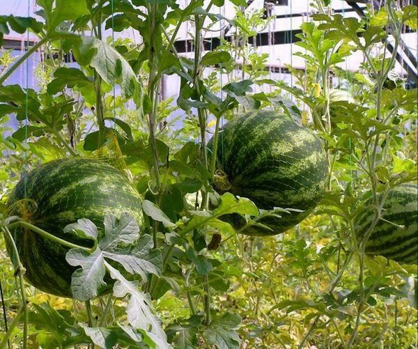 Cultivation of watermelons in a greenhouse is the most suitable way for a given agricultural crop
