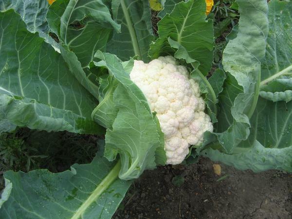 When growing cauliflower in a greenhouse, it is necessary to maintain optimum humidity of air