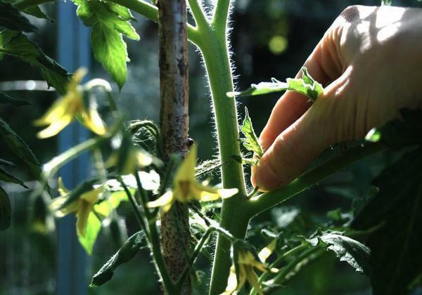Pasynkovanie tomat erfarne gartnere anbefale udgifter om morgenen