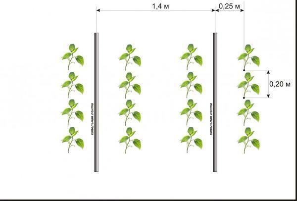 Scheme of planting pepper in the greenhouse