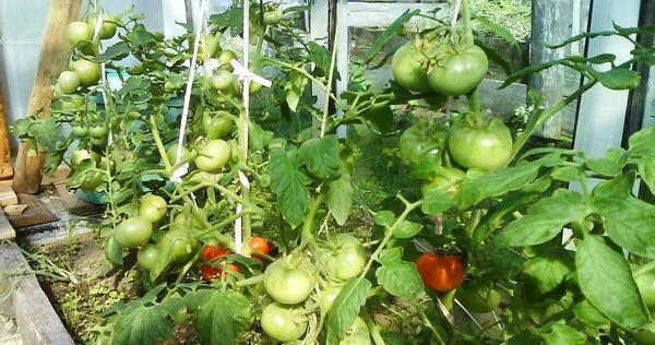 Tomatoes can ripen badly due to the density of planting