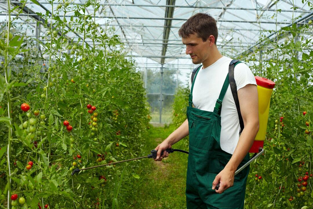 Processing of tomatoes in a greenhouse is a very important stage of growing plants