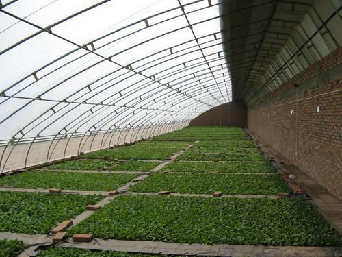 Clear učiteľ vegetary fyziky Ivanova - rovnaký skleník, ale s pultovou strechou, ktorá má sklon asi 20 ° a zadnej steny hluchý
