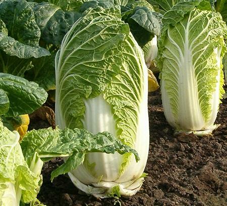Before growing Peking cabbage in a greenhouse, it is worth studying the theoretical part of the process