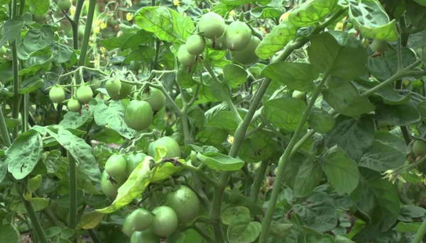 If tomatoes strongly live, try not to water the plants in a week